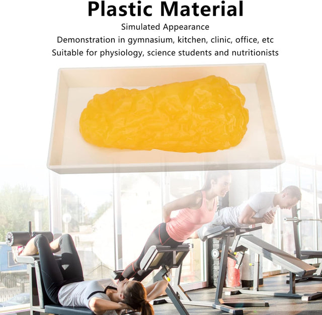 Human Body Fat Replica, Human Body Fat Model Fat Anatomical Fat Model for Keep Fit, Fatty Tissue Demonstration Model for Nutritionist Science Course Student