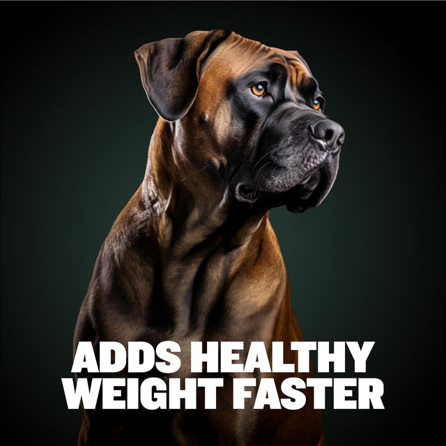 Weight Gainer Liquid for Puppies & Adult Dogs | 2-In-1 High Calorie Multivitamin Dog Supplements & Vitamins for Weight Gain with Omega 3 & Whey Protein for All Breeds & Ages - 16 Oz Bag