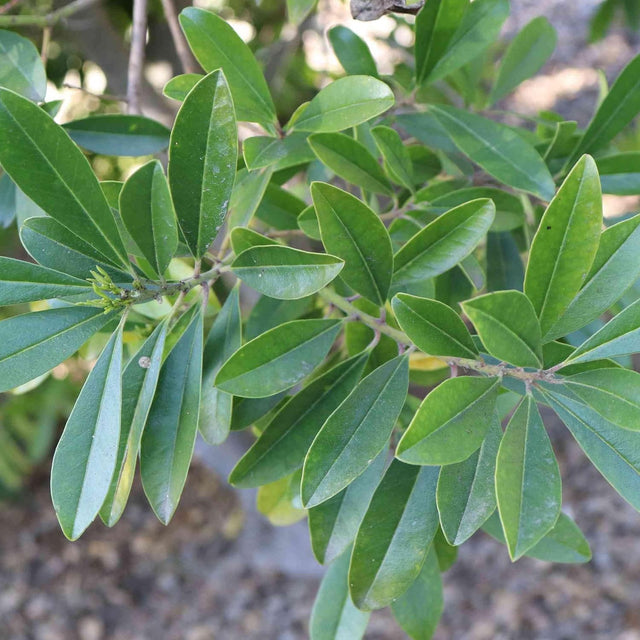 Yerba Mate Mint Chocolate Tea Ilex Paraguariensis 4Oz - Boosts Physical Performance, Supports Weight Management, Mental Focus, Metabolic Support - Herbal Goodness - Made in USA