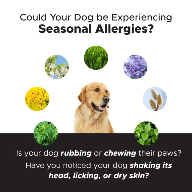 Allergy Support (Peanut Butter Flavor)