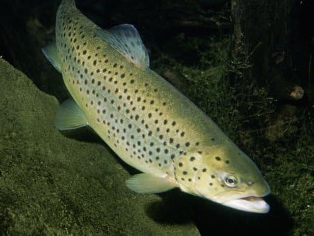 Immune Support Probiotic - Omega 8060 (Highly Concentrated Fish Oil) - Omega 3 for Dogs, Omega 3 Fatty Acid Supplements for Women, Fish Oil Supplements Omega 3, Fish Oil Pills 1 Bottle 60 Softgels