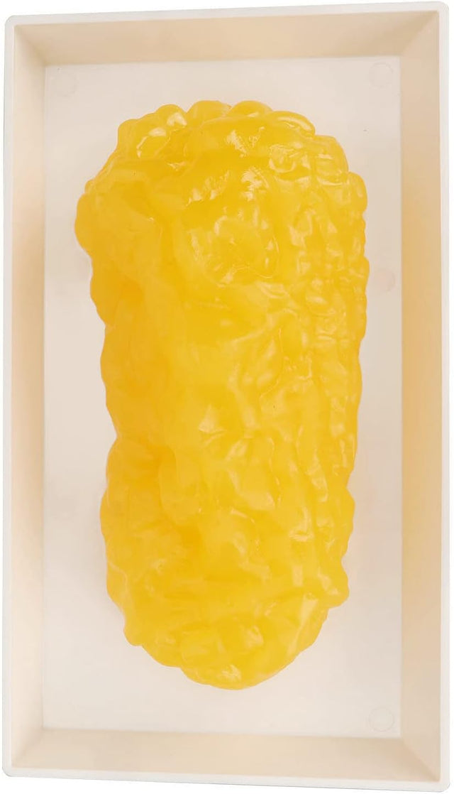 Human Body Fat Replica, Human Body Fat Model Fat Anatomical Fat Model for Keep Fit, Fatty Tissue Demonstration Model for Nutritionist Science Course Student