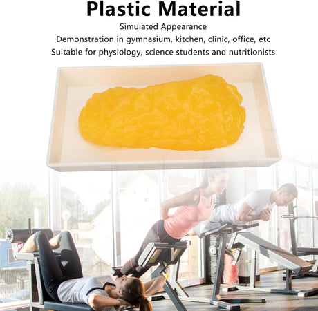 Human Body Fat Replica, Human Body Fat Model Fat Anatomical Fat Model for Keep Fit, Fatty Tissue Demonstration Model for Nutritionist Science Course Student