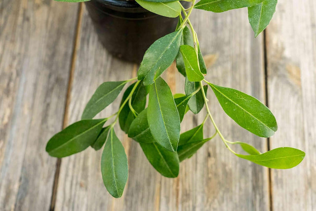 Yerba Mate Mint Chocolate Tea Ilex Paraguariensis 4Oz - Boosts Physical Performance, Supports Weight Management, Mental Focus, Metabolic Support - Herbal Goodness - Made in USA