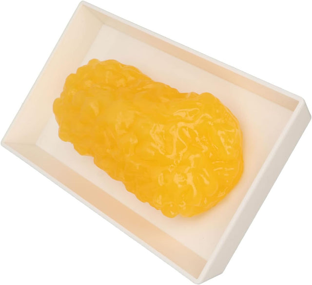Human Body Fat Replica, Human Body Fat Model Fat Anatomical Fat Model for Keep Fit, Fatty Tissue Demonstration Model for Nutritionist Science Course Student