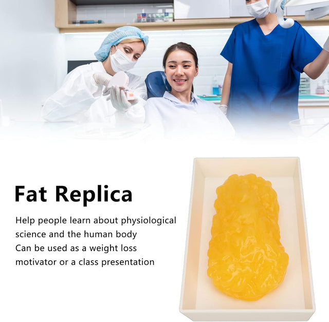 Human Body Fat Replica, Human Body Fat Model Fat Anatomical Fat Model for Keep Fit, Fatty Tissue Demonstration Model for Nutritionist Science Course Student