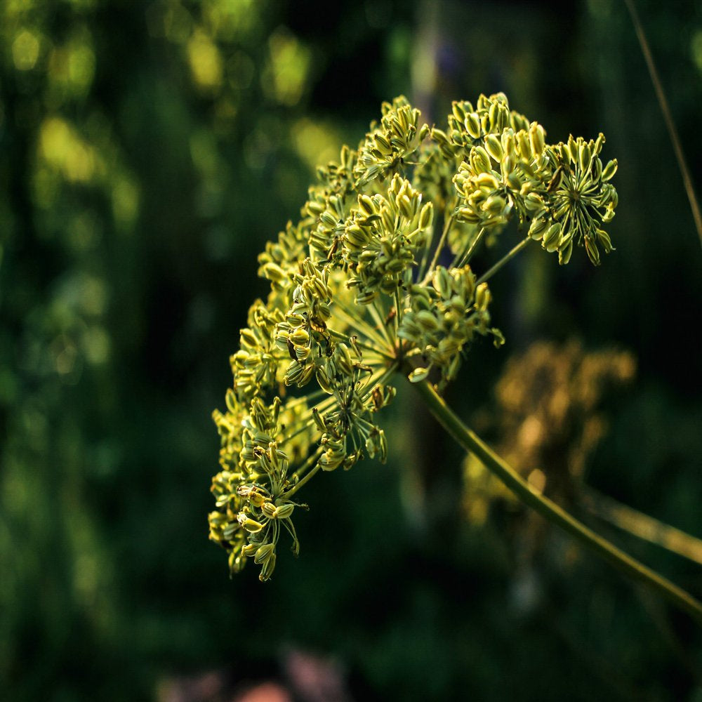 cumin-seeds-3-pounds-kosher-raw-vegan-by-food-to-live-08-2407de7c3dacd660b9958d8fe127d432.jpg