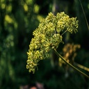 cumin-seeds-3-pounds-kosher-raw-vegan-by-food-to-live-08-2407de7c3dacd660b9958d8fe127d432.jpg