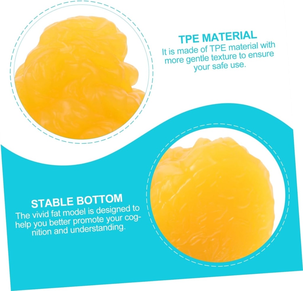 alasum-1pc-fat-model-learning-anatomical-model-5-fat-1-pound-fat-and-muscle-demonstration-device-demonstration-model-class-model-for-sturdy-school-body-fat-replica-fitness-sports-tpe-03-a9b9502afc9f3853741f057028c35db6.jpg
