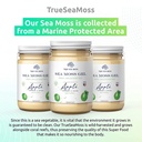 trueseamoss-wildcrafted-irish-sea-moss-gel-nutritious-raw-seamoss-rich-in-minerals-proteins-vitamins-antioxidant-health-supplement-vegan-friendly-made-in-usa-apple-1-04-c542115297dcdaf6d210cdde33248faa.jpg