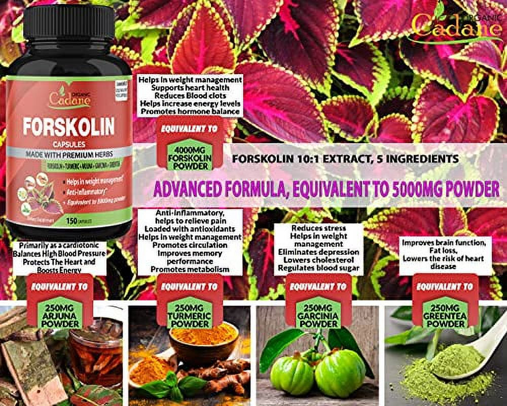 forskolin-extract-capsules-5000mg-5-month-supply-turmeric-curcumin-arjuna-garcinia-cambogia-green-tea-maximum-strength-india-supplements-support-nourishing-diet-coleus-forskohlii-energy-booster-02-51e33d55ee39b7d7a0dd178146f884a7.jpg