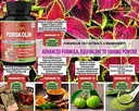 forskolin-extract-capsules-5000mg-5-month-supply-turmeric-curcumin-arjuna-garcinia-cambogia-green-tea-maximum-strength-india-supplements-support-nourishing-diet-coleus-forskohlii-energy-booster-02-51e33d55ee39b7d7a0dd178146f884a7.jpg